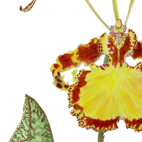 Butterfly orchid, detail of painting
